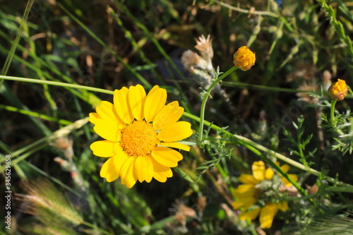 yellow dandelion flower