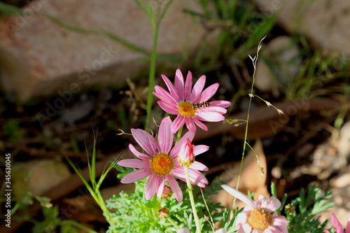 spring flowers in the garden