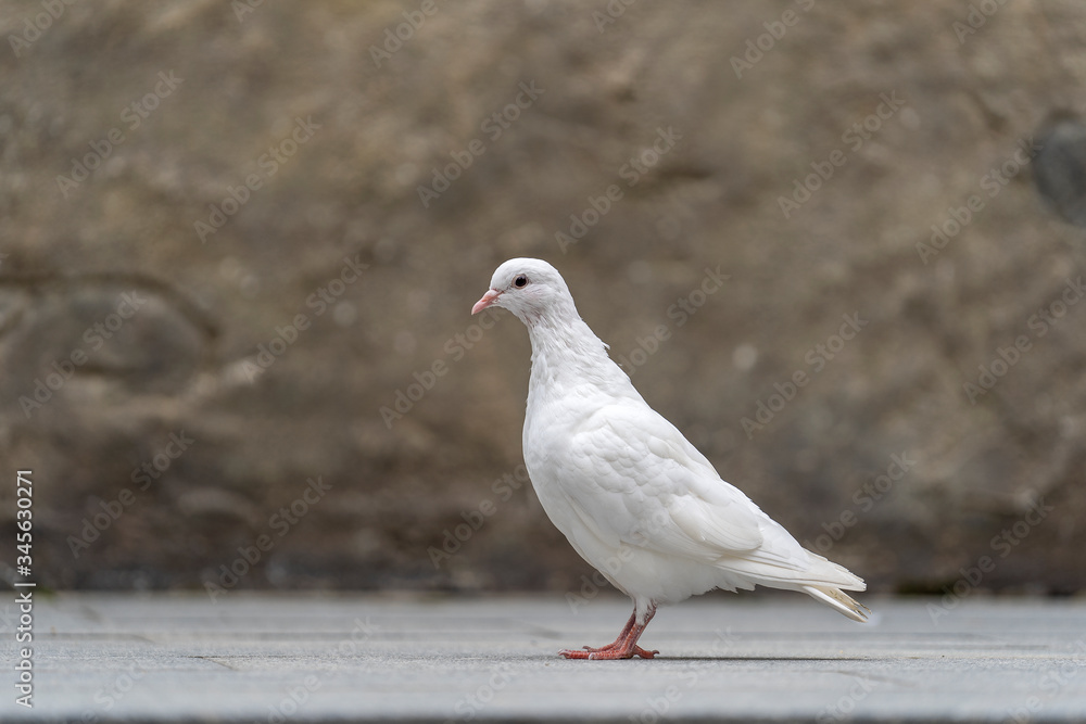 White dove sits on the sidewalk in a mountain village near the city of Danang, Vietnam White dove sits on the sidewalk in a mountain village near the city of Danang, Vietnam
