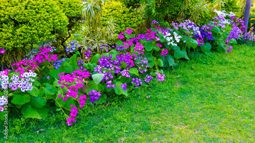 pink, white and violet flower bunch in garden