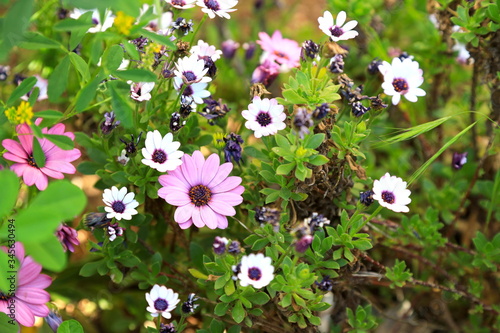 pink flowers in the garden