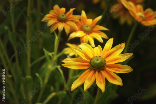Golden summer flowers