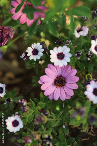 pink and white flowers