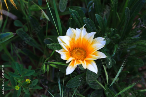 yellow flower in the garden