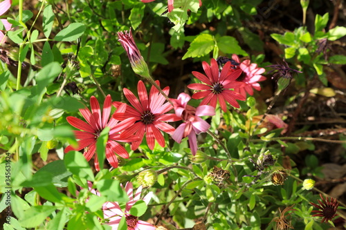 pink flowers in the garden