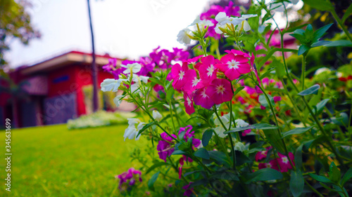 pink, white and violet flower bunch in garden © Navnit Ranjan