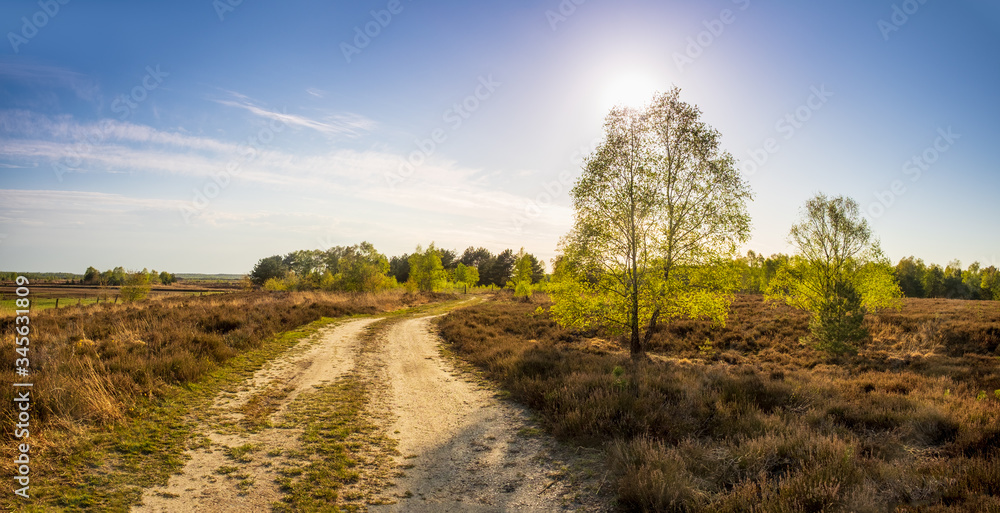 Lane running through the spring deciduous forest at sunset. Lane running through the spring deciduous forest at sunset.