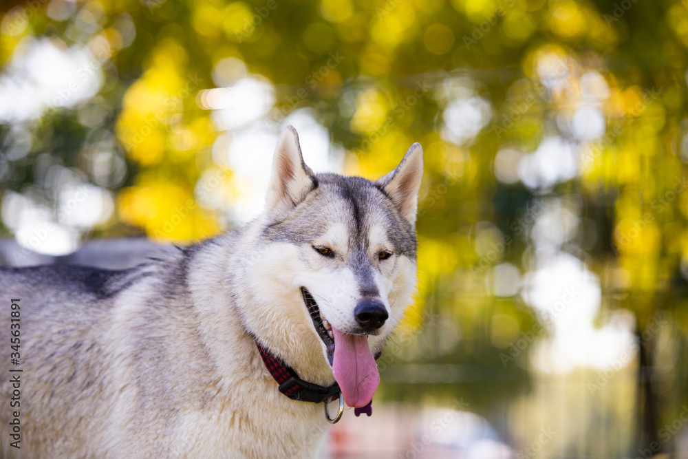 Portrait of adorable husky at public park during autumn, Croatia.