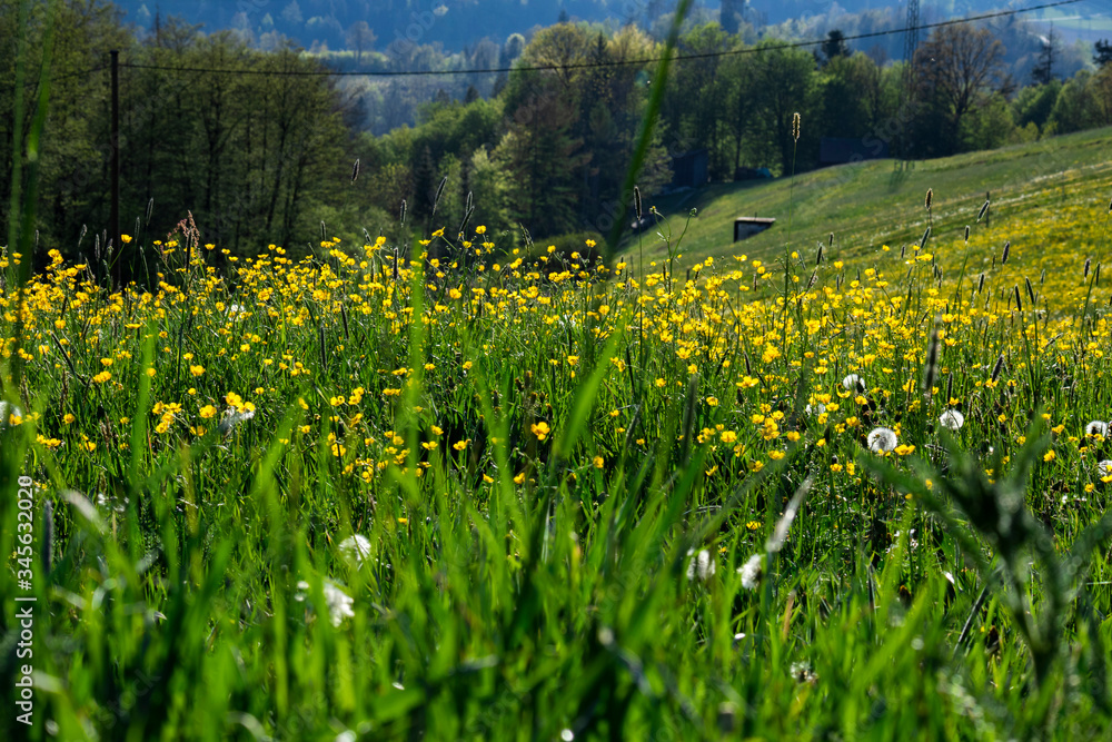 Fototapeta premium Blumenwiese im Frühling