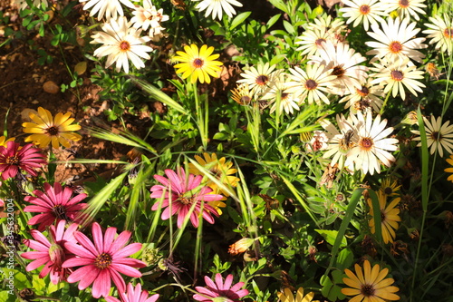 flowers in the garden