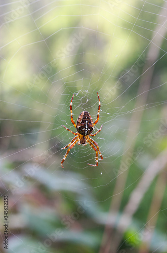 A large, hairy cross-shaped spider. The species Araneus diadematus is commonly called the European garden spider. Sits in a web and waits for prey. Close-up, macro