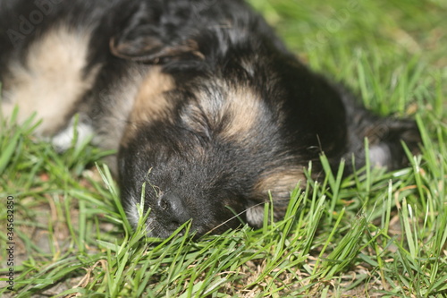 Sleaping Puppy