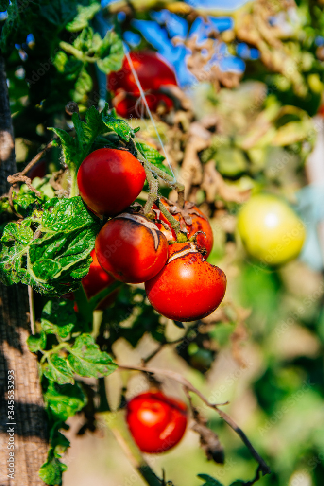 Obraz premium tomatoes in the sun