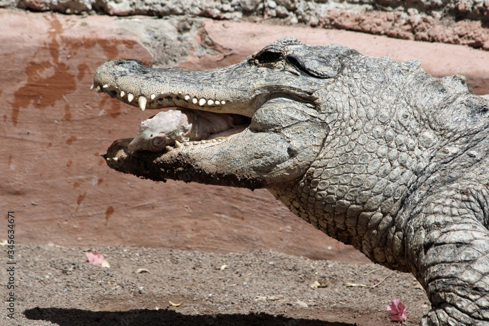 Obraz premium Mississippi-Alligator