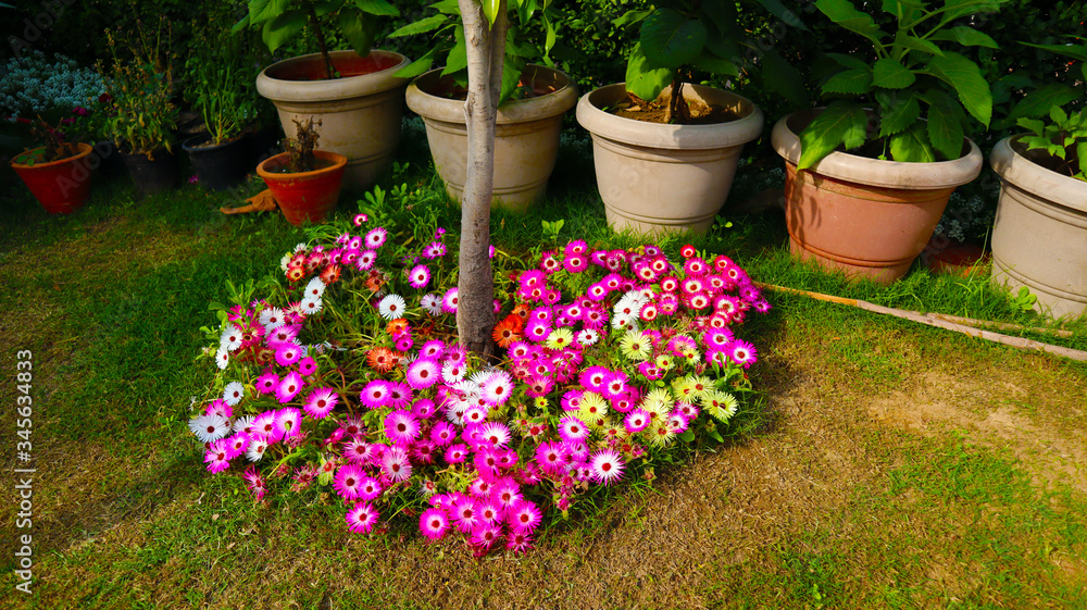pink, white and violet flower bunch in garden pink, white and violet flower bunch in garden
