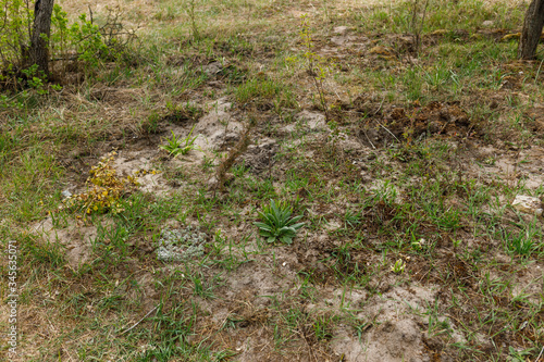 front garden near the house