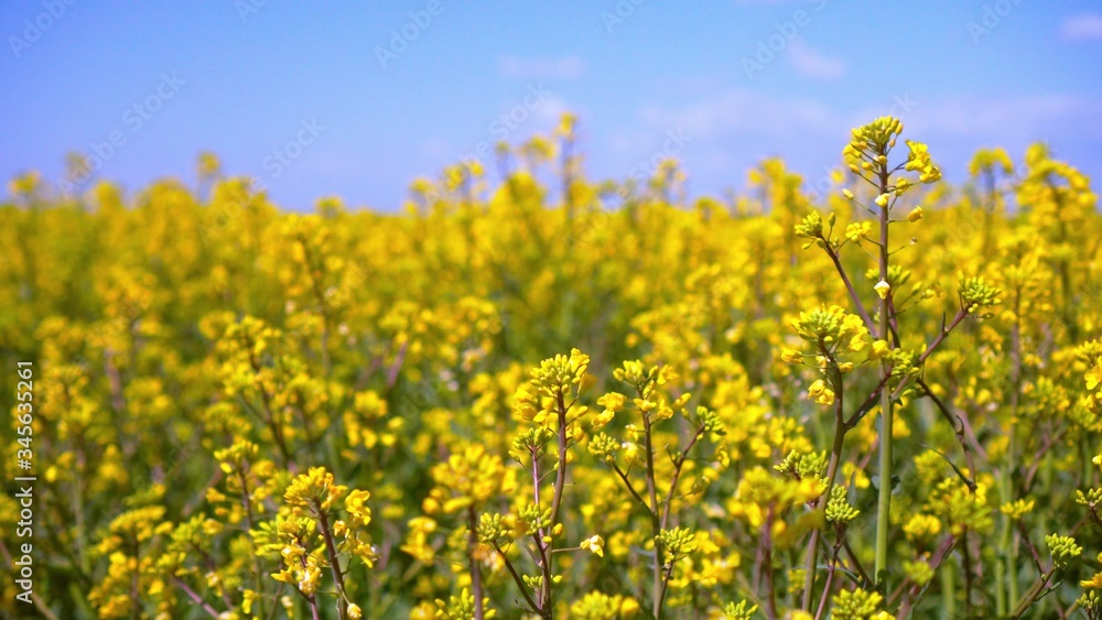 Yellow rapeseed flowers and sky with clouds above them. Yellow rapeseed flowers and sky with clouds above them.