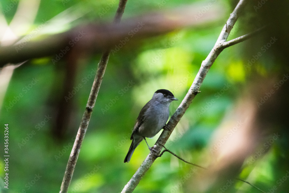 Möchsgrasmücke, Vogel, Singvogel