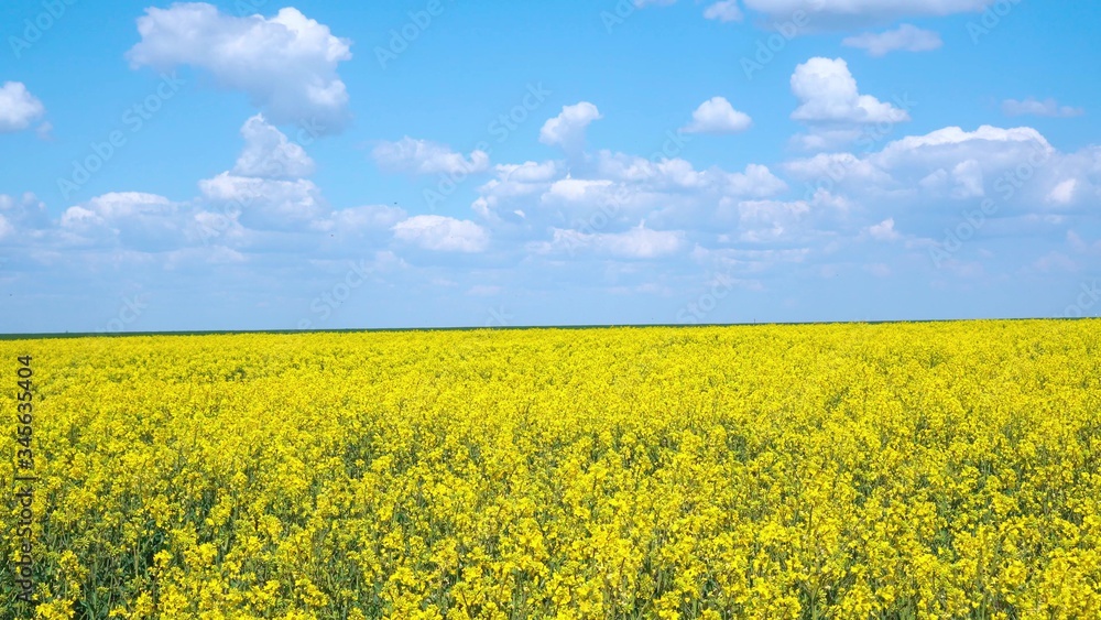 Yellow rapeseed flowers and sky with clouds above them.