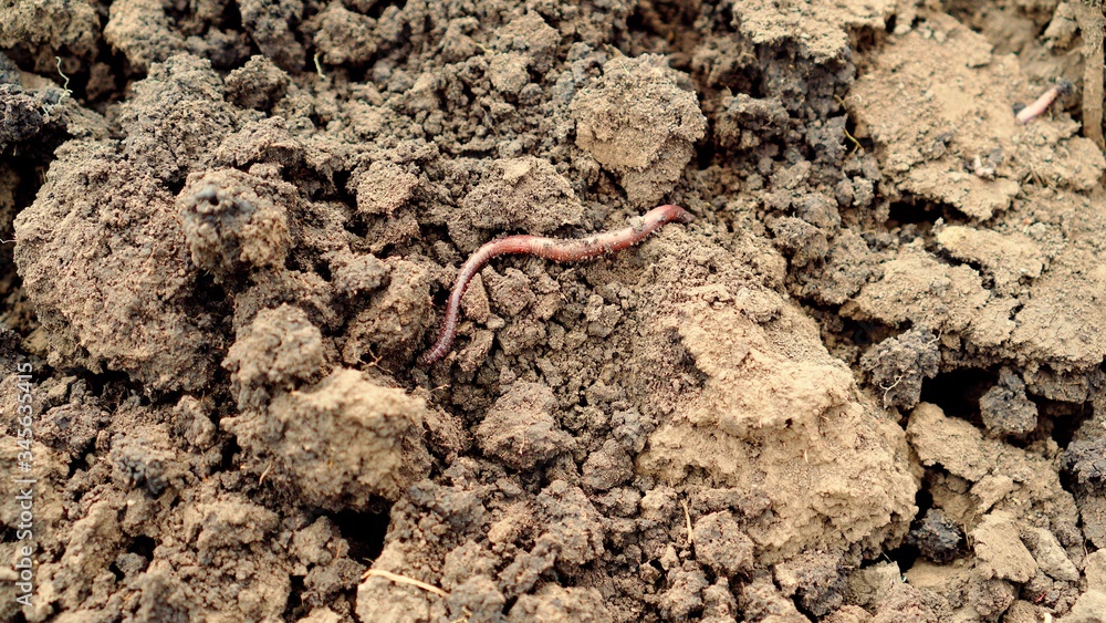Earthworm crawling on brown dug up the ground. Earthworm crawling on brown dug up the ground.