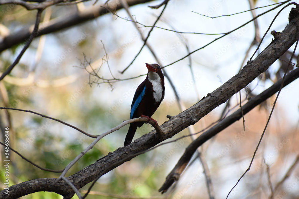 Naklejka premium Common Indian kingfisher bird on a tree closeup