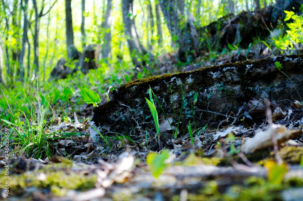 Fototapeta premium sprout in the forest