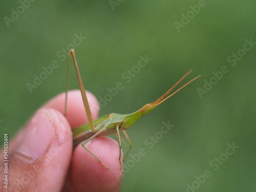 The hand that is holding the grasshopper