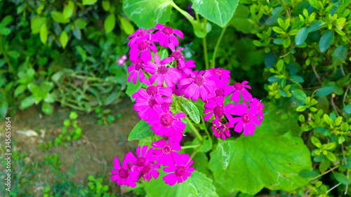 pink, white and violet flower bunch in garden