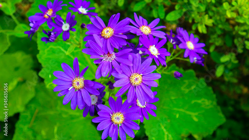 pink, white and violet flower bunch in garden