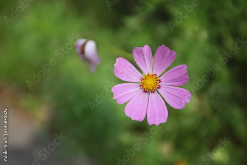 Pink Flower