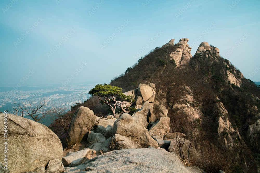 A lonely but dependable tree on mountain