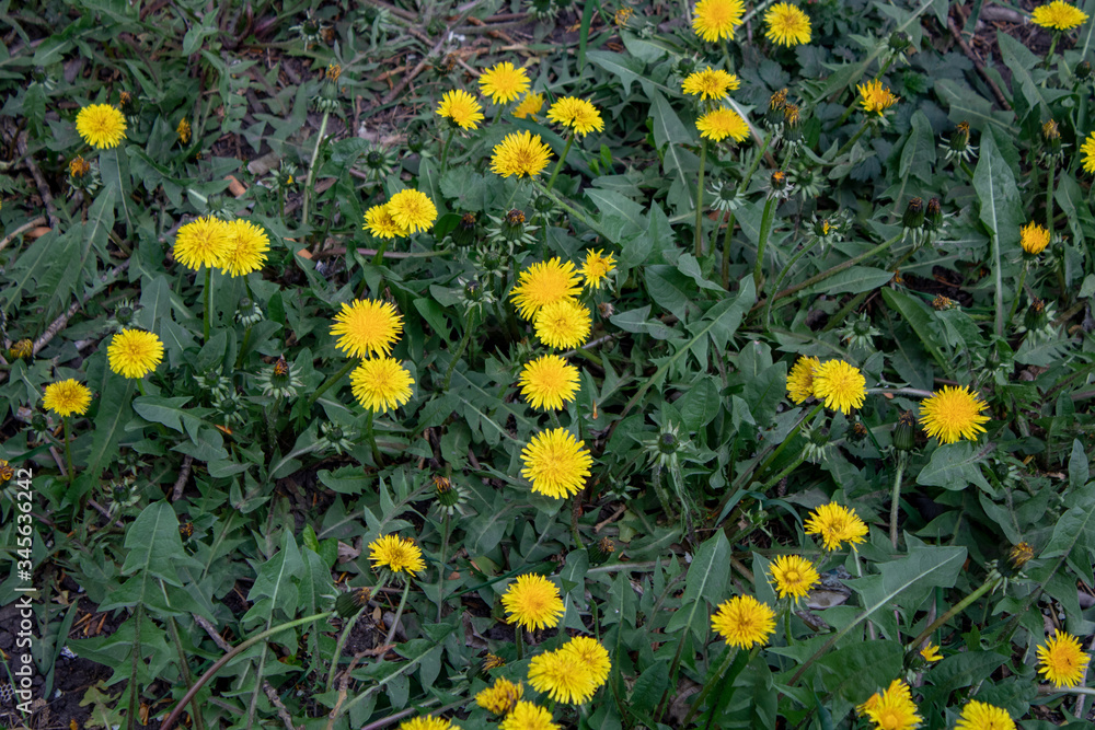 Field of blooming dandelions with green leaves on a sunny day.