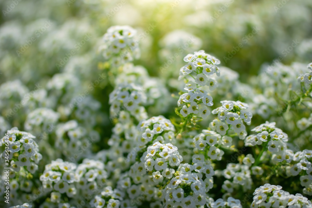 Flowers are alyssum close-up