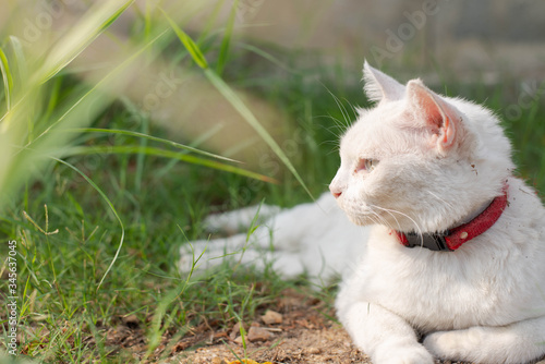 White cat with blue and yellow eyes chilling in the green garden