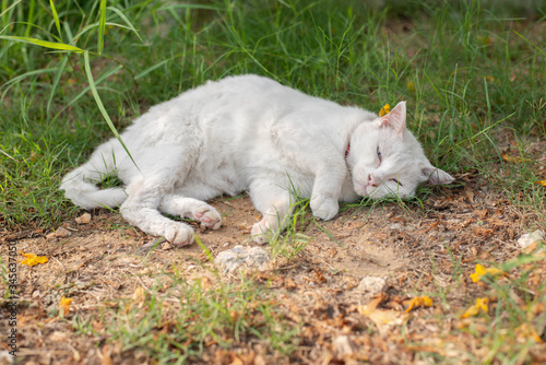 White cat with blue and yellow eyes chilling in the green garden