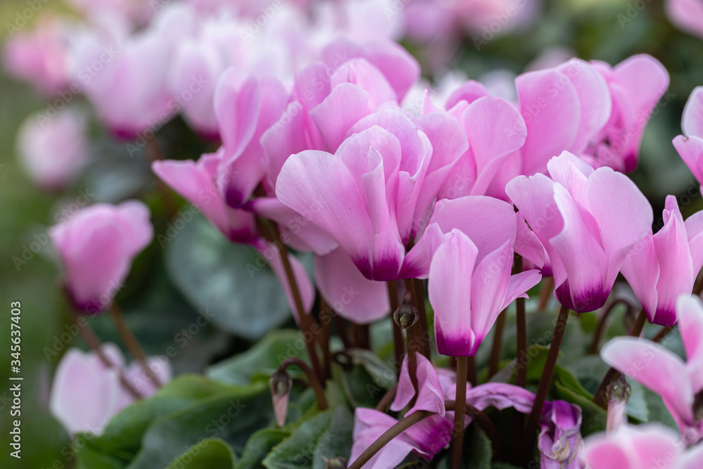 Cyclamen flower in garden at sunny summer or spring day for decoration and agriculture design. Pink flower. Cyclamen flower in garden at sunny summer or spring day for decoration and agriculture design. Pink flower.