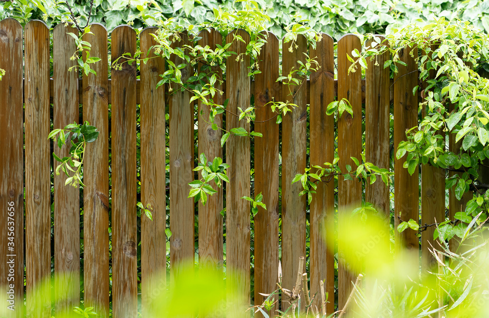 Obraz premium garden with the wooden fence