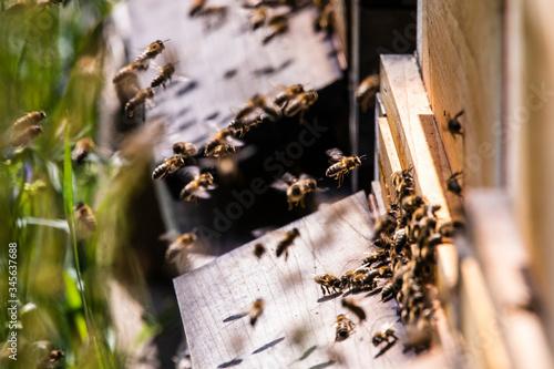 Bienen, Honigproduktion, Imkerei © Dominik Kindermann