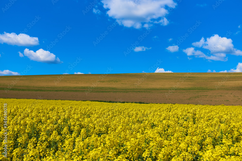 Blooming golden field of rapeseed and plowed land against blue sky with a nice cloudscape. Beautilful sping landscape for bacgrounds.