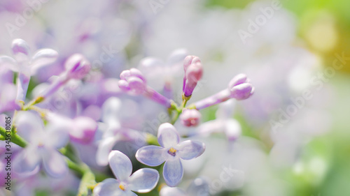 Blooming lilac © Dmytro Tolokonov