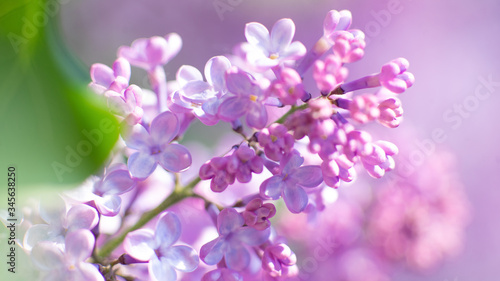 Blooming lilac