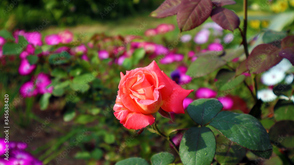 Obraz premium Beautiful pink rose in garden