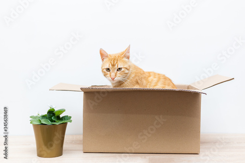 Fototapeta Naklejka Na Ścianę i Meble -  Cat, box and flower. Concept of moving.