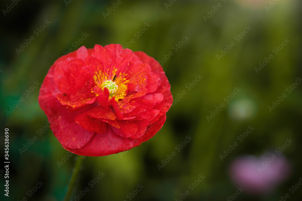 Red poppy flower against the rays of sun Red poppy flower against the rays of sun