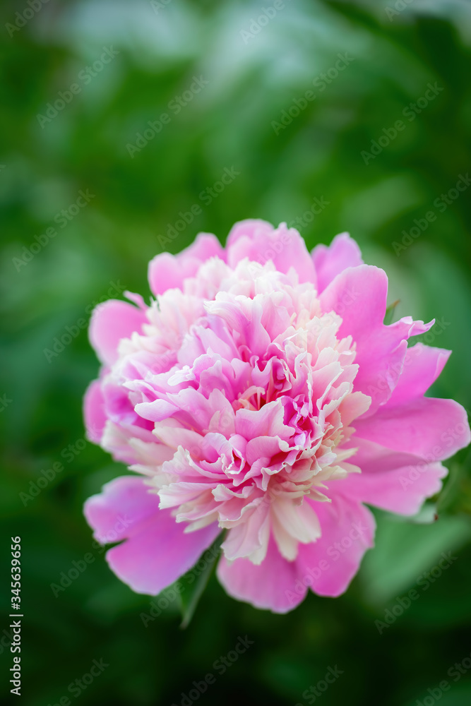 Fototapeta premium Pink peony flower close up