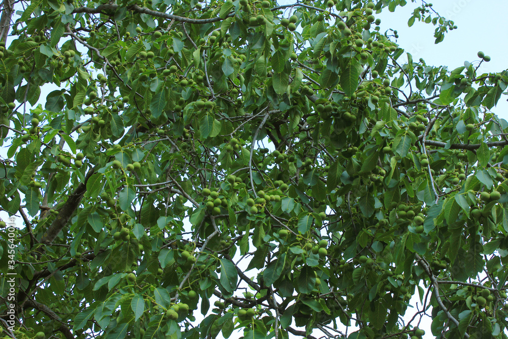 Green walnuts on a tree. Green walnuts on a tree.