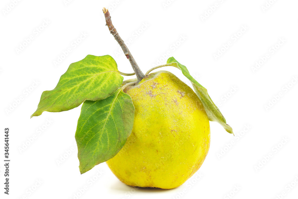 Ripe quince with green leaves isolated on a white background