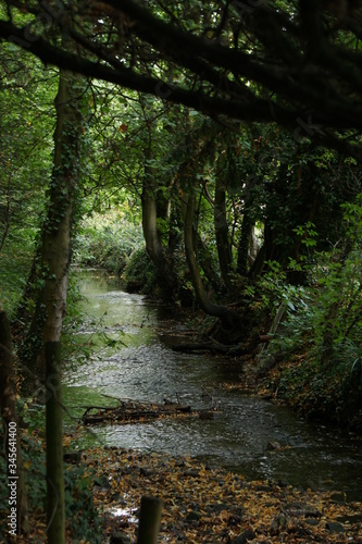 Stream  creek  nature in summer