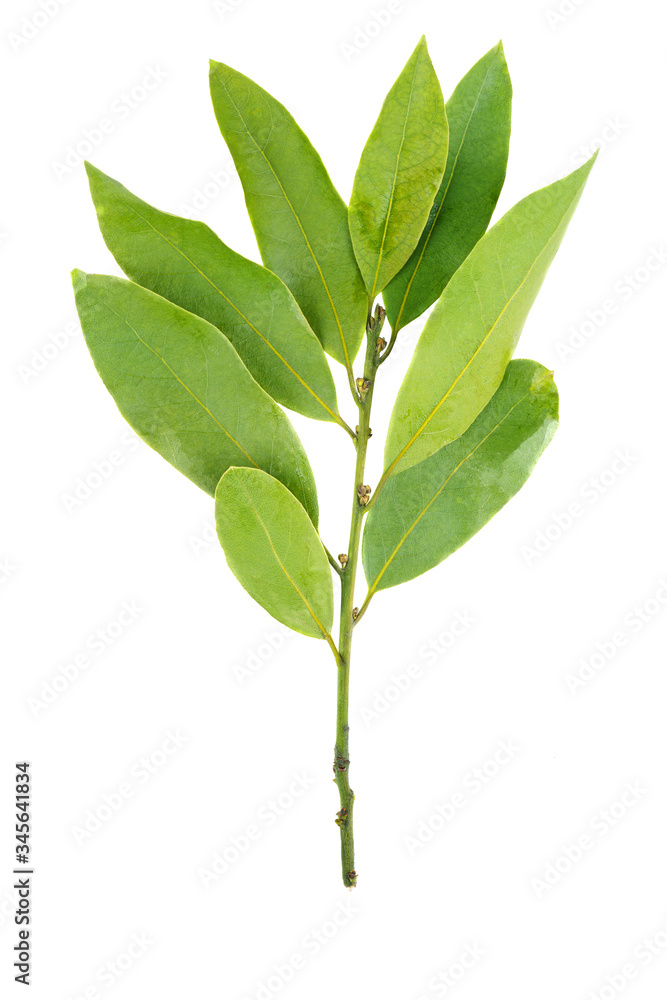 Branch of bay laurel leaves isolated on white Branch of bay laurel leaves isolated on white
