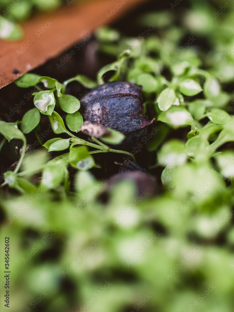 Naklejka premium Green sprouts in the garden